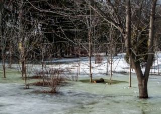 Spring at Maisonneuve Park