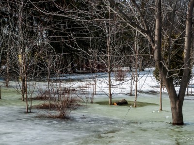 Spring at Maisonneuve Park