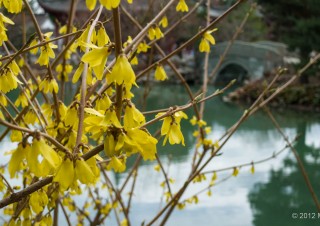 Chinese Garden