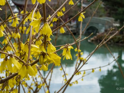 Chinese Garden