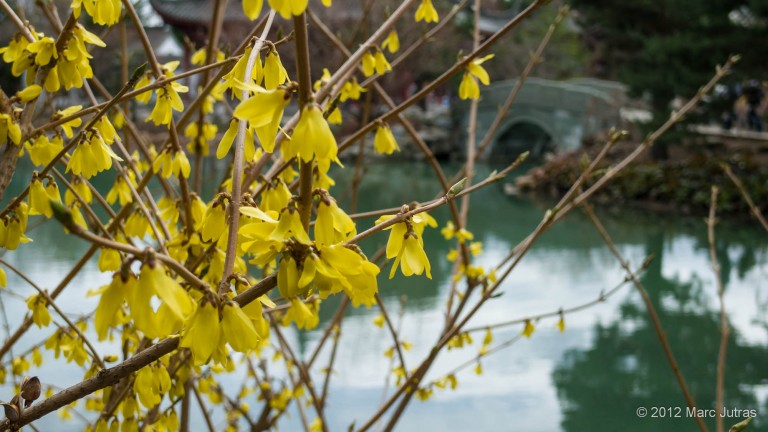 Chinese Garden