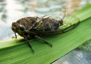 Cicada