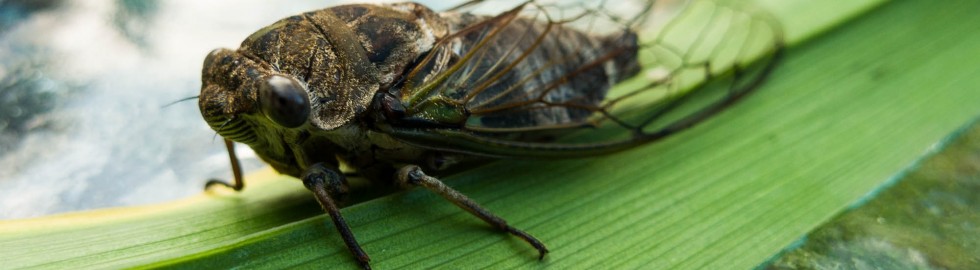 Cicada