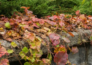 Fall colors