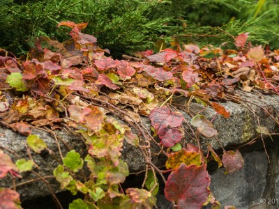 Fall Colors