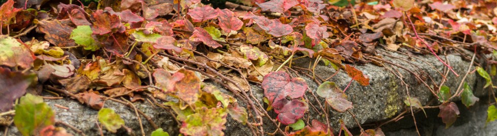 Fall colors